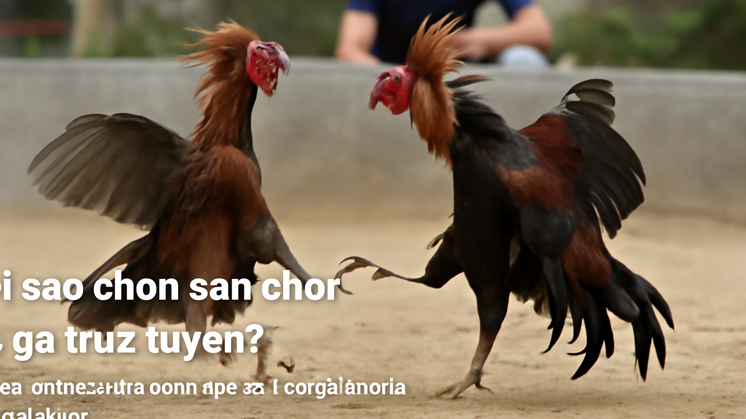 Khám phá https://hay88s.gb.net/ – Sân chơi đá gà trực tuyến hàng đầu